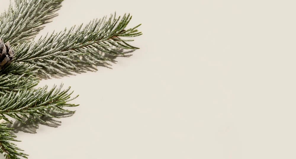 Pine needles