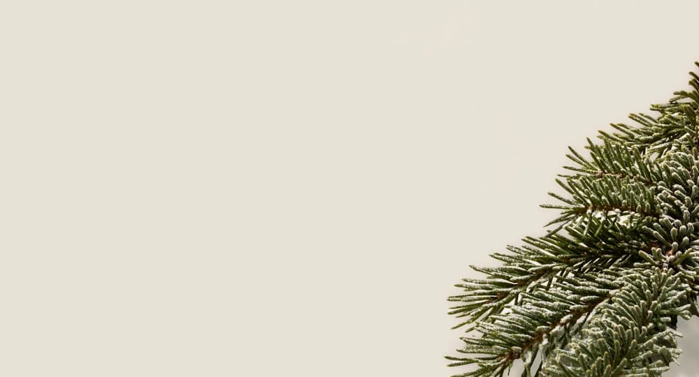 Pine cone